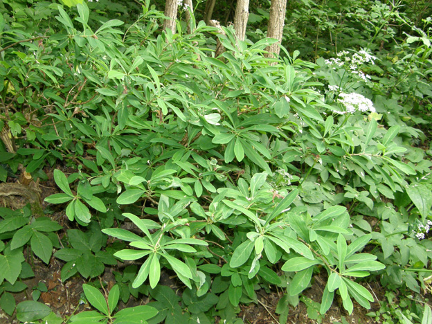 February daphne ، mezereon ، spurge laurel ، spurge olive